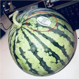 51网红吃瓜,揭秘娱乐圈幕后真相