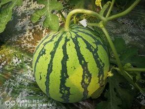 千万网红吃瓜,揭秘吃瓜界的狂欢盛宴！