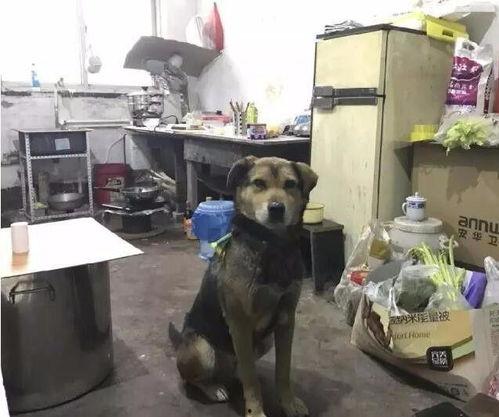 娱乐吃瓜酱搬家带狗